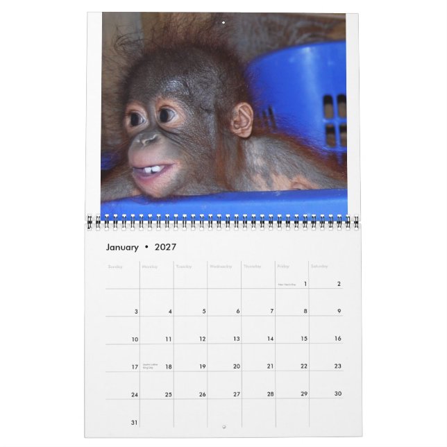 Orangutan Babies Calendar (Jan 2027)