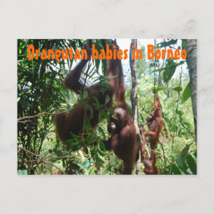 Orangutan babies in Borneo Postcard
