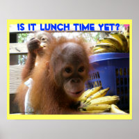 Orangutan Babies Lunch