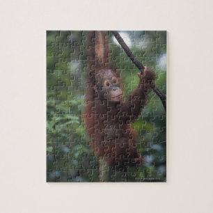 Orangutan Baby Climbing Liana Jigsaw Puzzle