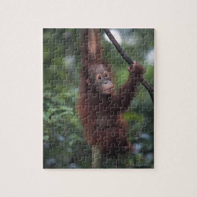 Orangutan Baby Climbing Liana Jigsaw Puzzle (Vertical)
