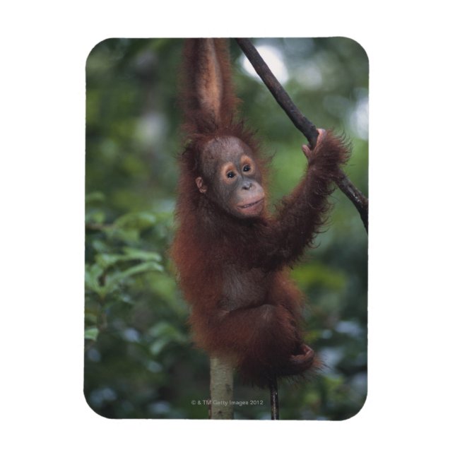 Orangutan Baby Climbing Liana Magnet (Vertical)