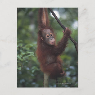 Orangutan Baby Climbing Liana Postcard