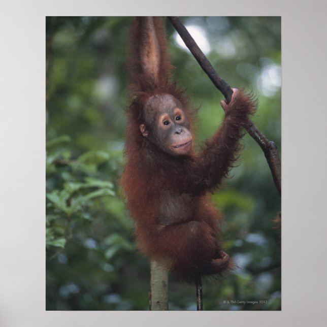 Orangutan Baby Climbing Liana Poster (Front)