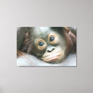 Orangutan Baby Clinging To His Mother Canvas Print