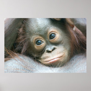 Orangutan Baby Clinging To His Mother Poster