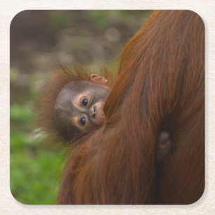 Orangutan Baby Having A Peek Classic Round Sticker Square Paper Coaster
