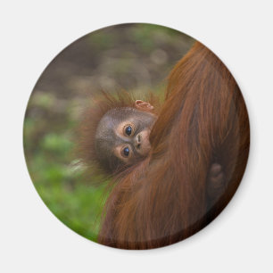 Orangutan Baby Having A Peek Magnet
