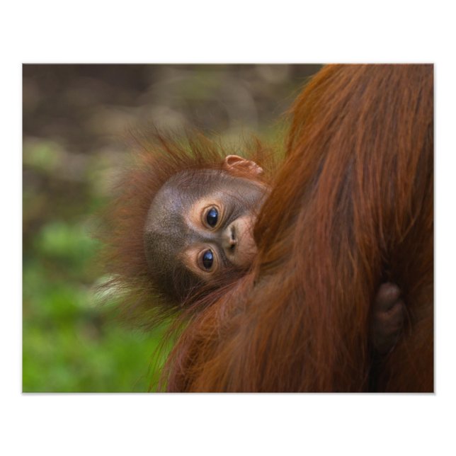 Orangutan Baby Having A Peek Photo Print (Front)