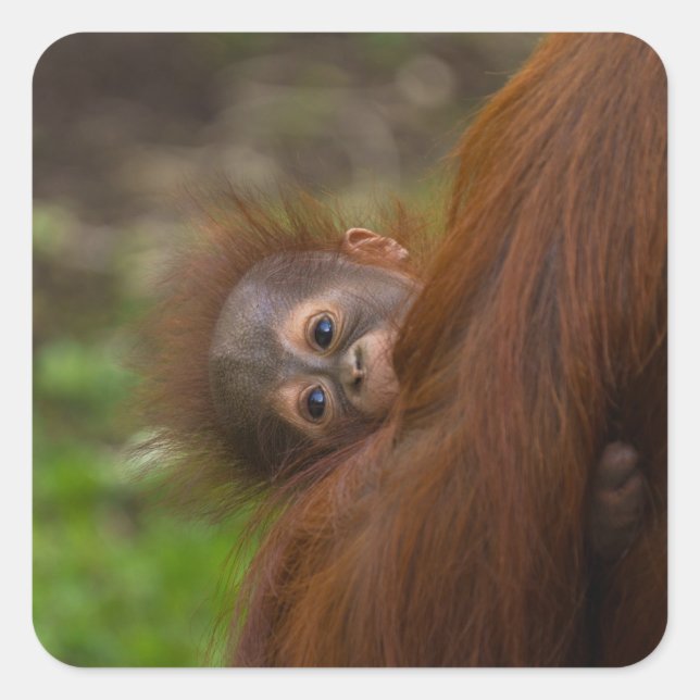Orangutan Baby Having A Peek Square Sticker (Front)