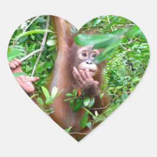 Orangutan Baby in Borneo Jungle Heart Sticker
