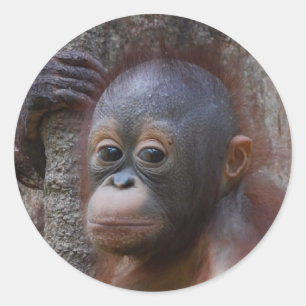 Orangutan Baby in Forest Classic Round Sticker