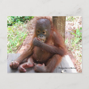 Orangutan Baby Orphan Eats Peanuts Postcard
