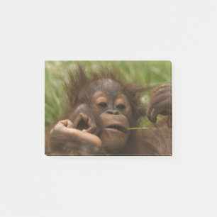Orangutan Baby Post-it Notes