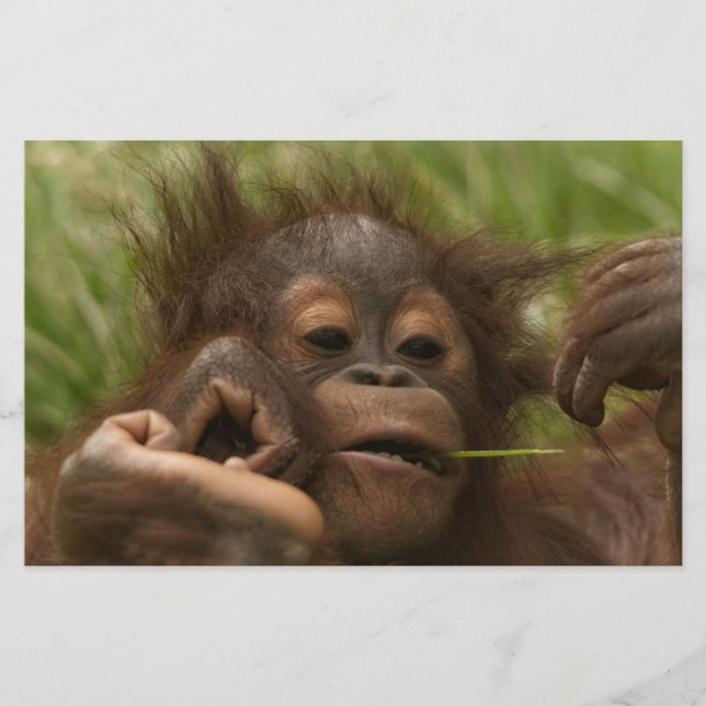 Orangutan Baby Stationery (Front)
