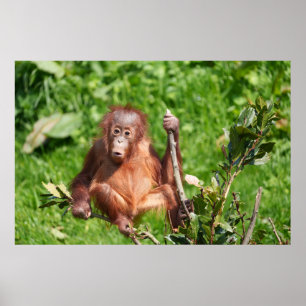 Orangutan Baby's Hoots Poster