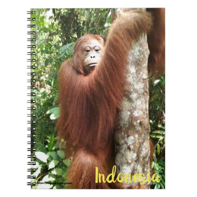 Orangutan Borneo Rainforest Notebook (Front)