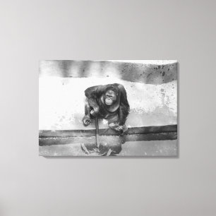 Orangutan Canvas Print