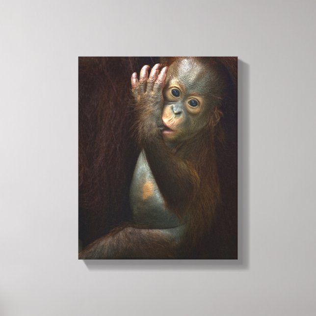 Orangutan Canvas Print (Front)