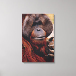 Orangutan Canvas Print