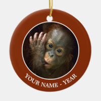 Orangutan