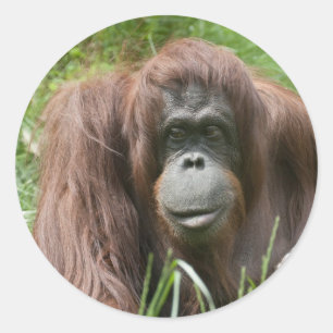 Orangutan Classic Round Sticker