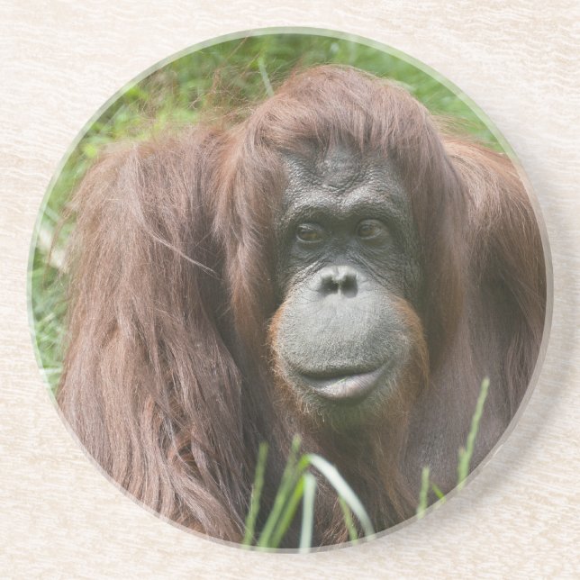 Orangutan Coaster (Front)