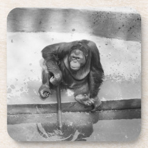 Orangutan Coaster