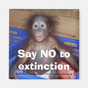 Orangutan Conservation Magnet