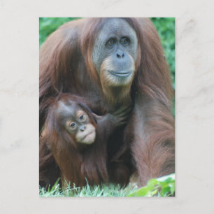 Orangutan Family Postcard
