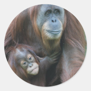 Orangutan Family  Stickers