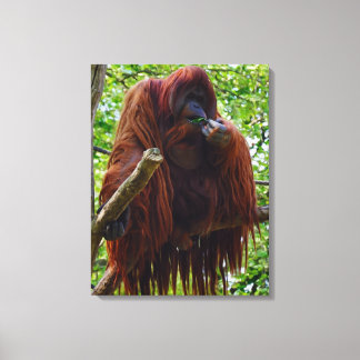Orangutan - Full Canvas Print