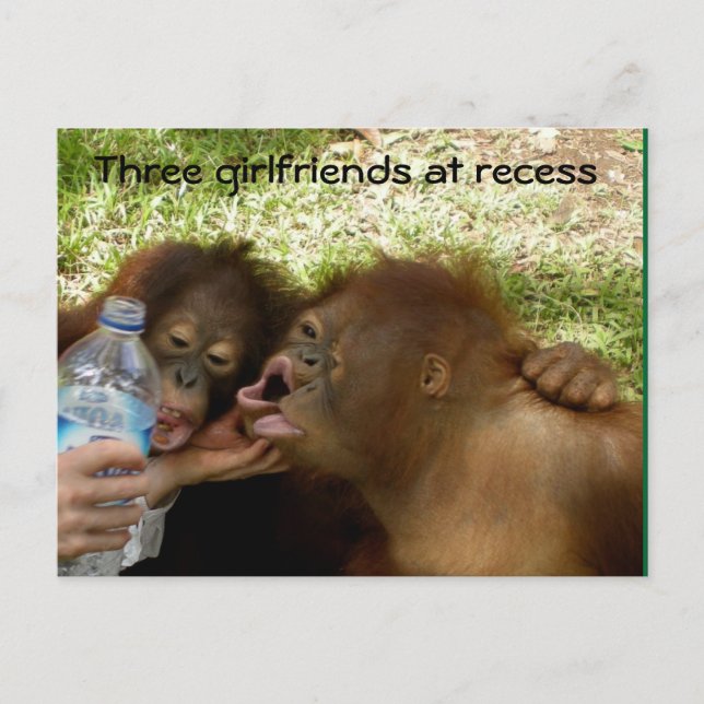 Orangutan Girlfriends at Recess Postcard (Front)