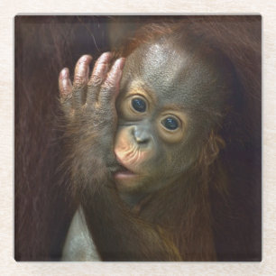 Orangutan Glass Coaster