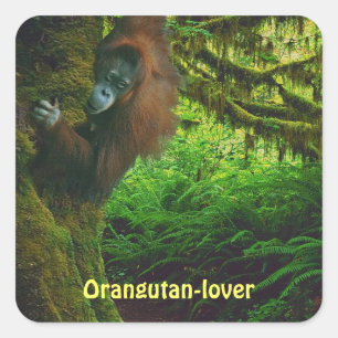 Orangutan Great Ape Primate Stickers