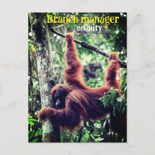Orangutan hanging in tree postcard