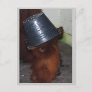 Orangutan Hide and Seek Postcard