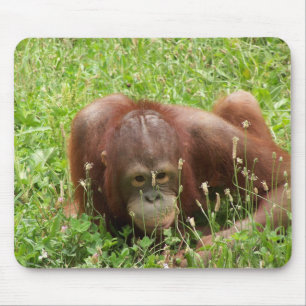 Orangutan Hide & Seek Mousepad