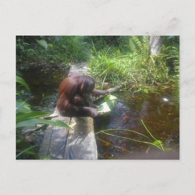 Orangutan in Borneo Forest Postcard (Front)