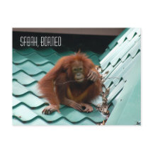 Orangutan in Borneo Rainforest Jungle Photograph