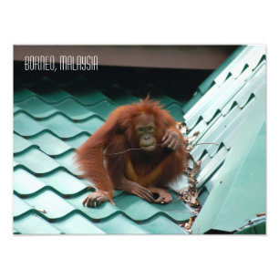 Orangutan in Sabah Borneo Jungle Photo Print