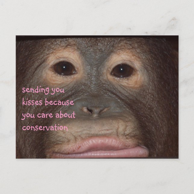 Orangutan Kisses for Conservation Postcard (Front)