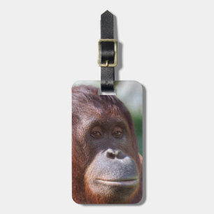 Orangutan Lady Luggage Tag