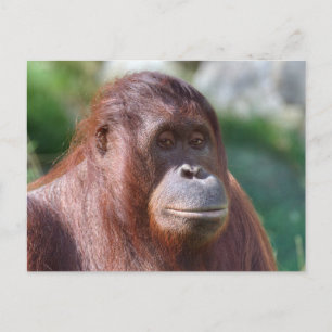 Orangutan Lady Postcard