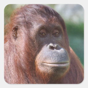 Orangutan Lady Square Sticker