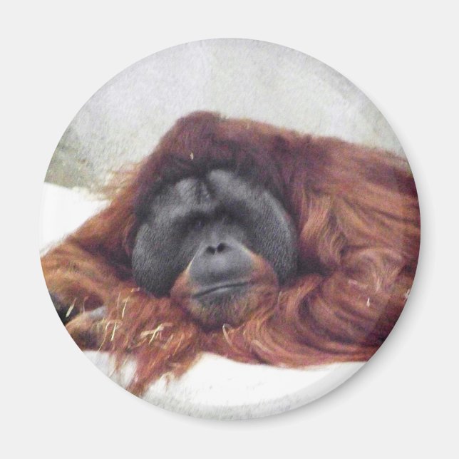 Orangutan Magnet (Front)