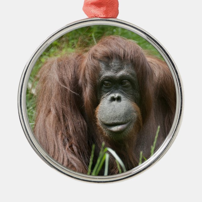 Orangutan Metal Tree Decoration (Front)