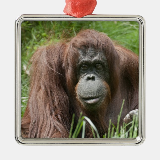 Orangutan Metal Tree Decoration (Front)