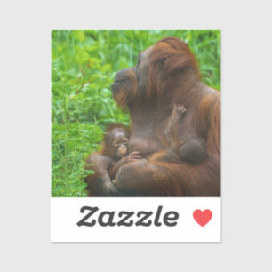 Orangutan Mother and Babies