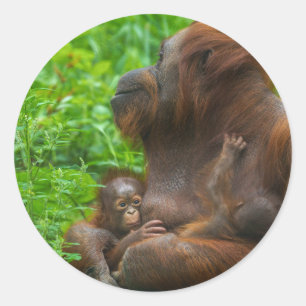 Orangutan Mother and Babies Classic Round Sticker